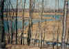 A constructed wetland on a former mine site