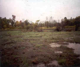 Pfadt Property - Erie County (wetland restoration, Fall 1998