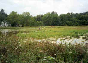 Steinberger Property - Centre County: Wetland 11 months after construction.