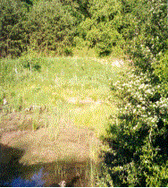 Stewart Property: Photo taken 5/99